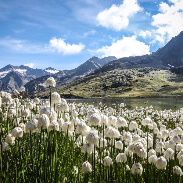 Enjoy Passo Gavia Ph. Parco Nazionale Dello Stelvio (4) 1