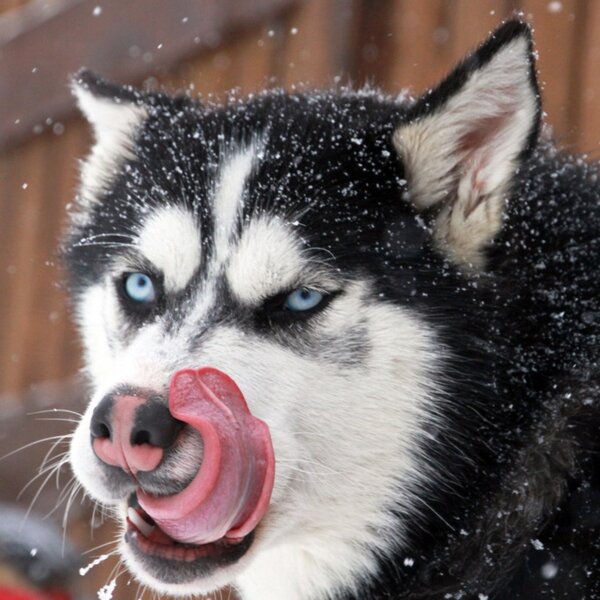 Husky  Resized