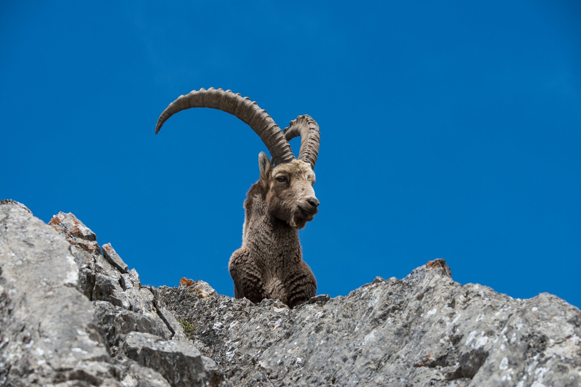 La Fauna: i Big 5 del Parco Nazionale dello Stelvio