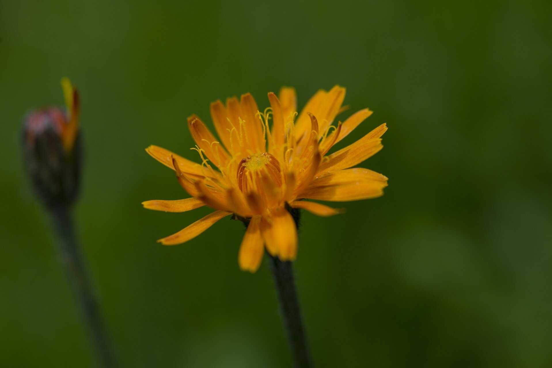 Il Meglio Della Flora Spontanea Nel Parco Nazionale Dello Stelvio
