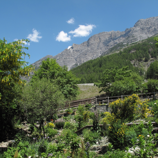 Bormio Giardino Botanico Ph. Parco Nazionale Dello Stelvio (4)